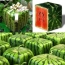 Coola kvadratiska vattenmeloner