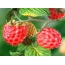 Raspberry wallpaper