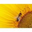 زنبور در یک گل