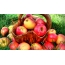 Wallpaper apples
