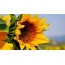 Sunflower full screen