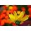 Katicabogár egy virág