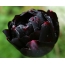 Tulipa negra