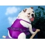 Dog in a swimsuit