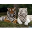 Two beautiful tigers