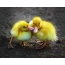 Two ducklings