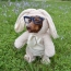 Dog in bunny costume