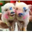 Pigs in paint