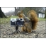 Squirrel with a camera