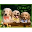Hello! Picture animation puppies