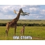 Two giraffes and a plane