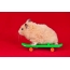 Hamster på et skateboard