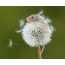 Mouse on dandelion