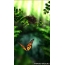 Butterfly i skogen