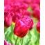 Wallpaper tulipani