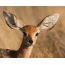 I-Antelope ikhanda eligcwele