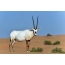 Antelope omhlophe