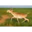 узун тумшуктуу Antelope