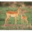 Antelope with a cub