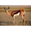 жайытка Antelope