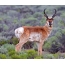 Antilopa Pronghorn