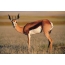 Antelope On Nature Негизги