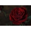 Црвена роза анимација