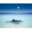 Delfinas mėlyname vandenyje