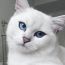 Mačka s krásnymi očami