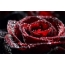 Ruža u kapljicama rose