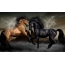 Brun og svart hest