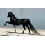 Čierny kôň na pláži