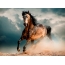 Konj trči po pijesku