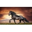 Црн коњ, прекрасен зајдисонце