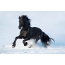 Svart hest i snøen
