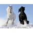 Čierny a biely kôň v snehu