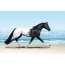 Čierny a biely kôň na pláži