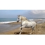 اسب در ساحل