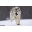 Wolf läuft im Schnee