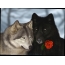 A pair of wolves with a red rose