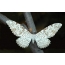 Fluture alb cu un ornament frumos pe aripi