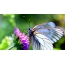 Motýl s průhlednými křídly