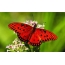 Roșu fluture