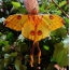 Žlutý motýl
