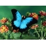 Černý a modrý motýl