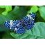Frumoasa fluture