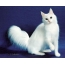Fehér macska, kék háttérrel