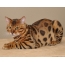 Gato leopardo