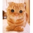Vörös macska nagy szemekkel