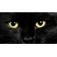 Čierna mačka, oči na celej obrazovke